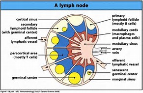 lymph node